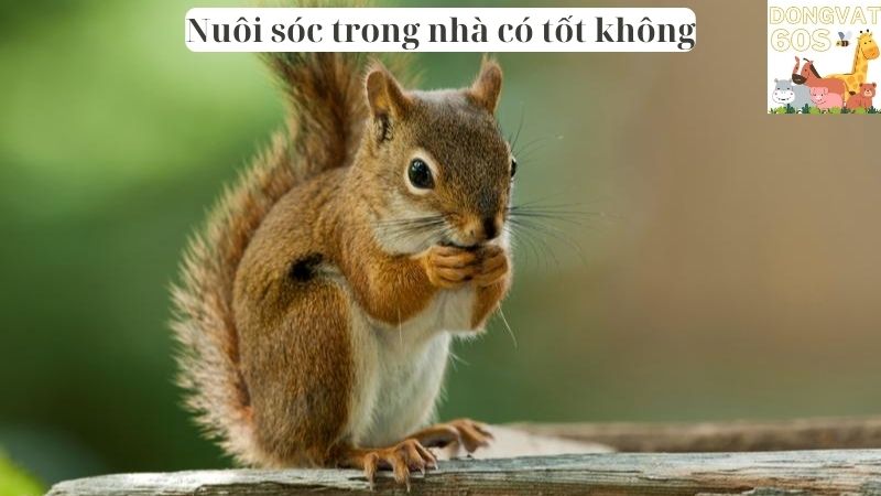 Nuôi sóc trong nhà có tốt không?