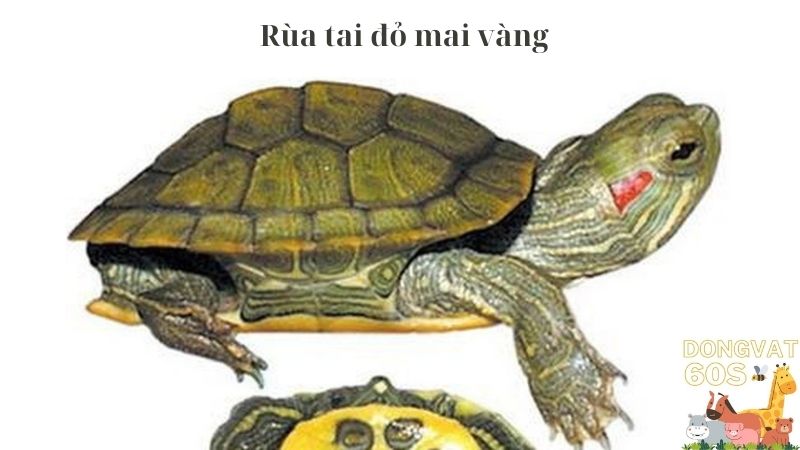 Rùa tai đỏ mai vàng