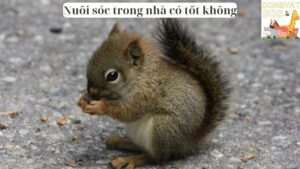 Nuôi sóc trong nhà có tốt không