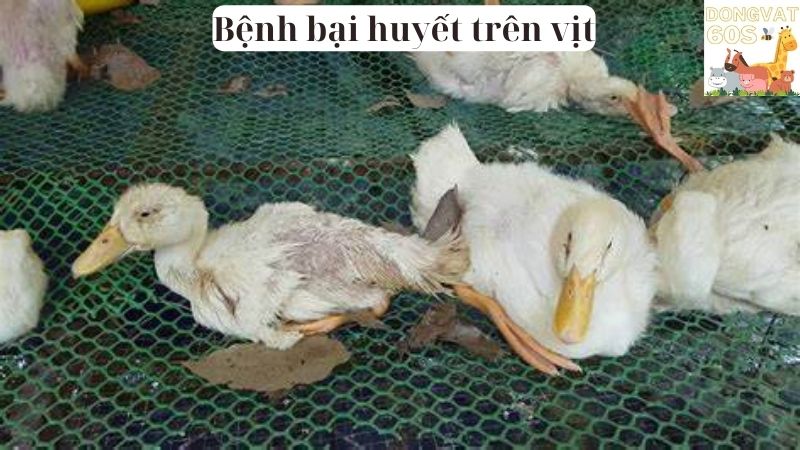 Bệnh bại huyết trên vịt