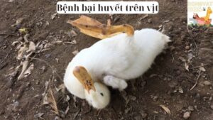 Bệnh bại huyết trên vịt