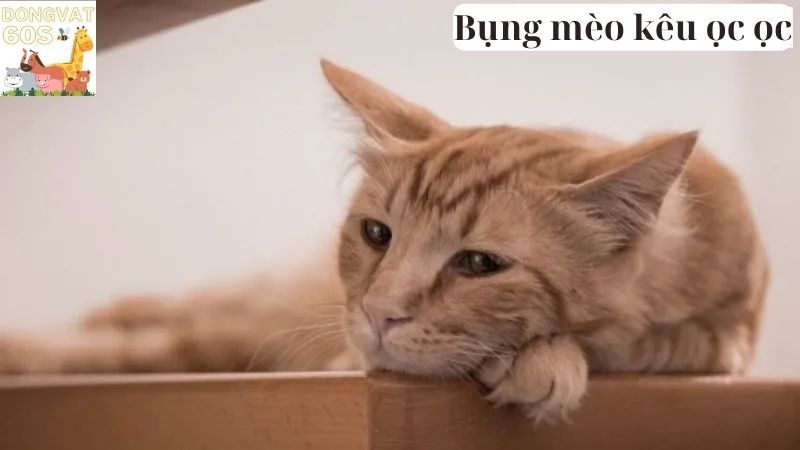 Bụng mèo kêu ọc ọc