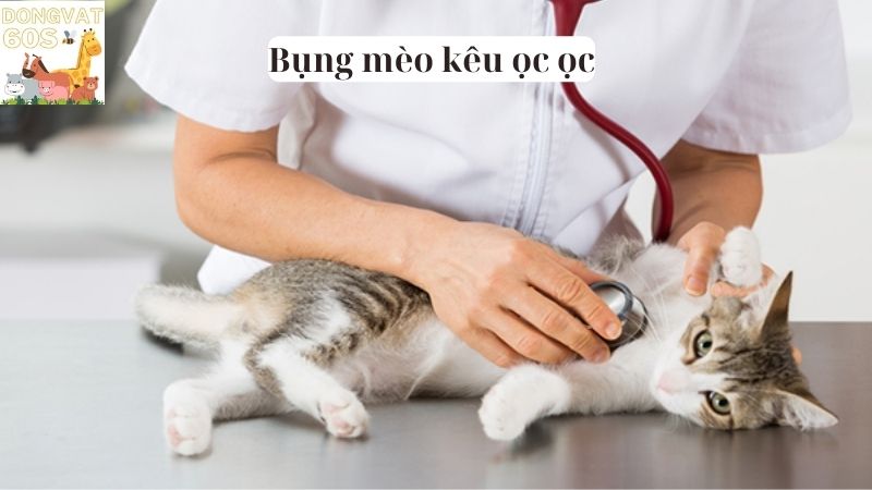 Bụng mèo kêu ọc ọc