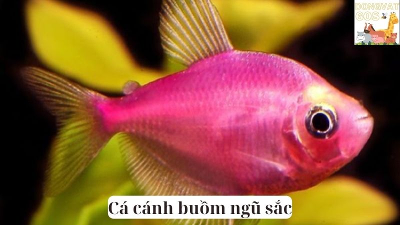 cá cánh buồm ngũ sắc