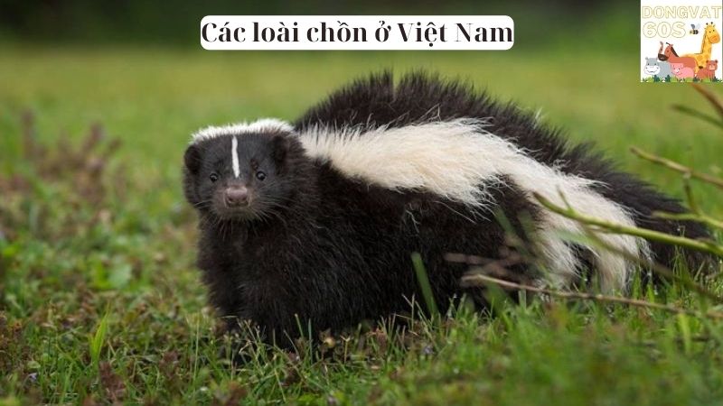 Các loài chồn ở Việt Nam