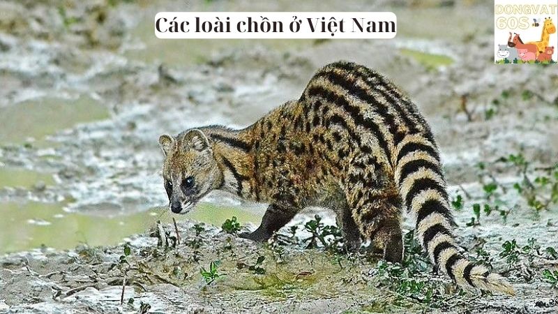 Các loài chồn ở Việt Nam