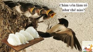 Chim yến làm tổ như thế nào