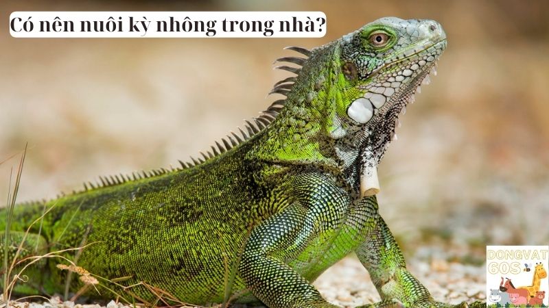 Có nên nuôi kỳ nhông trong nhà