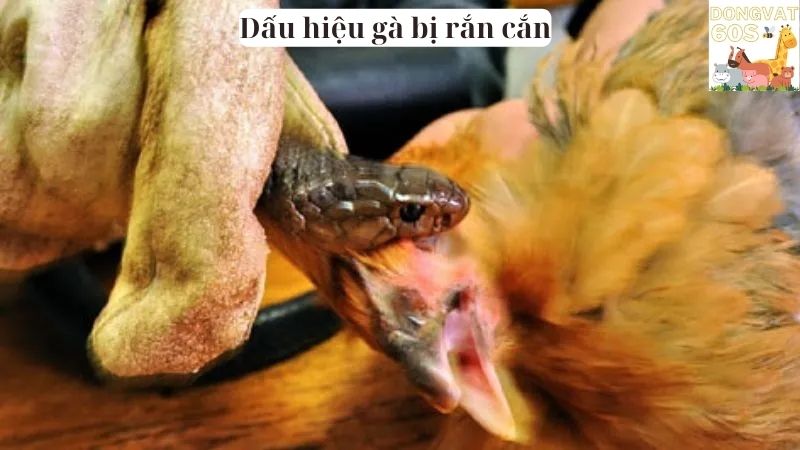 Dấu hiệu gà bị rắn cắn