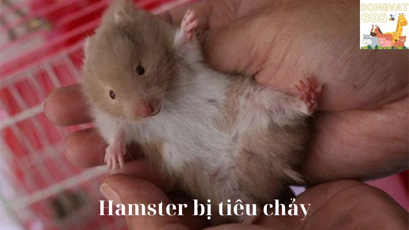 Hamster bị tiêu chảy