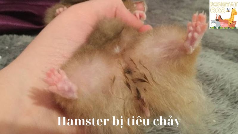 Hamster bị tiêu chảy