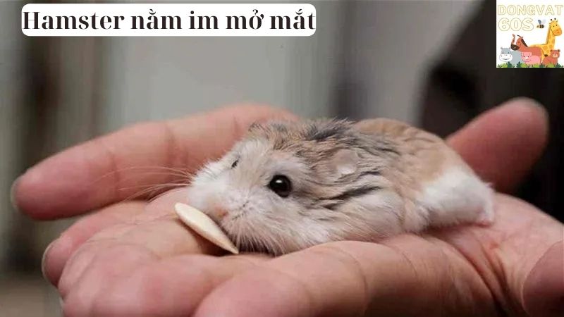 Hamster nằm im mở mắt