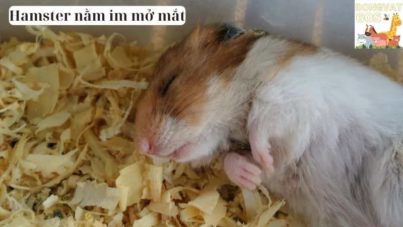 Hamster nằm im mở mắt