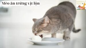 Mèo ăn trứng vịt lộn