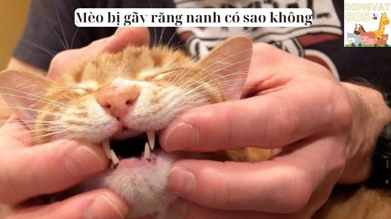 Mèo bị gãy răng nanh có sao không