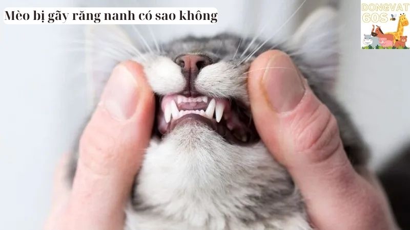 Mèo bị gãy răng nanh có sao không