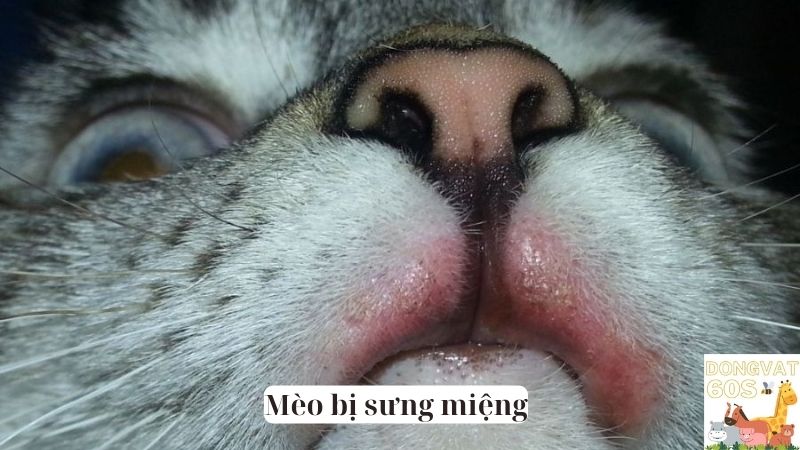 Mèo bị sưng miệng