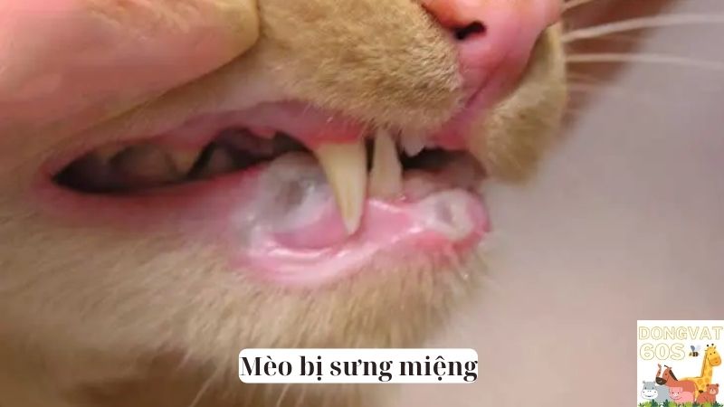 Mèo bị sưng miệng