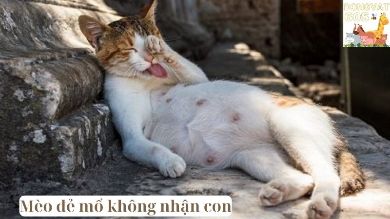 Mèo đẻ mổ không nhận con