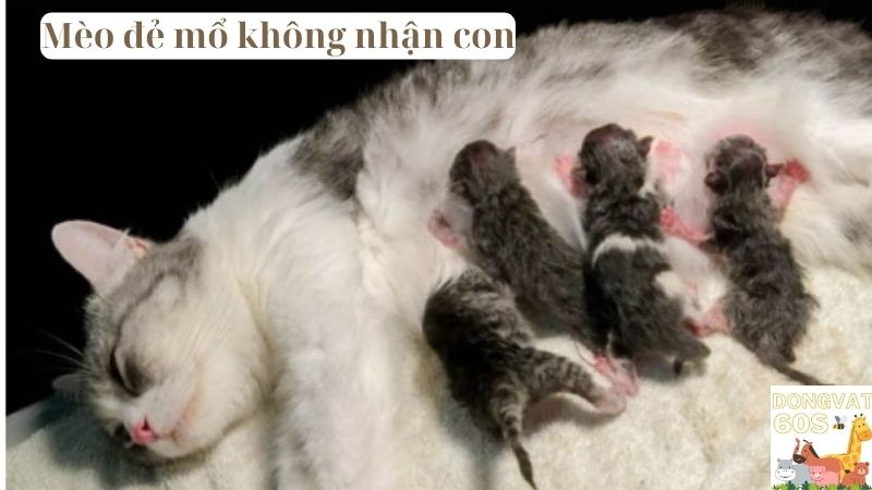 Mèo đẻ mổ không nhận con