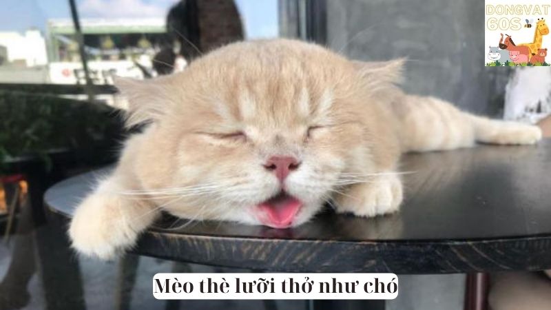 Mèo thè lưỡi thở như chó