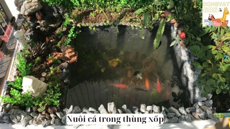 Nuôi cá trong thùng xốp