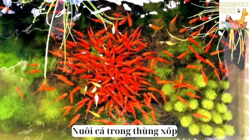 Nuôi cá trong thùng xốp