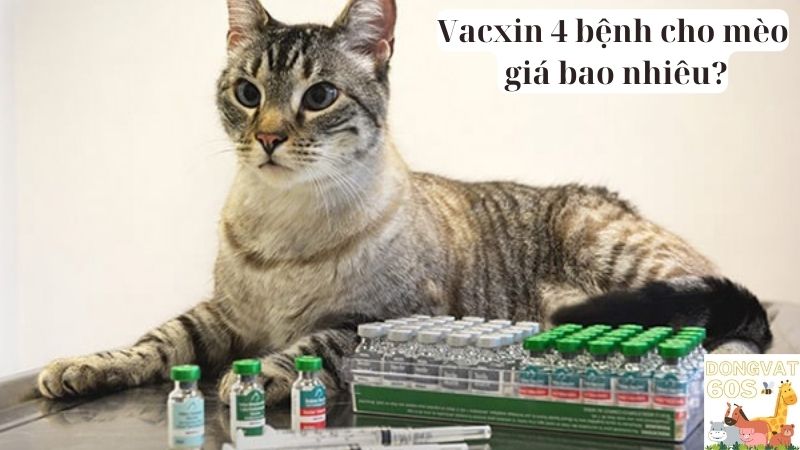 Vacxin 4 bệnh cho mèo giá bao nhiêu