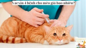 Vacxin 4 bệnh cho mèo giá bao nhiêu