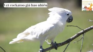 Vẹt cockatoo giá bao nhiêu