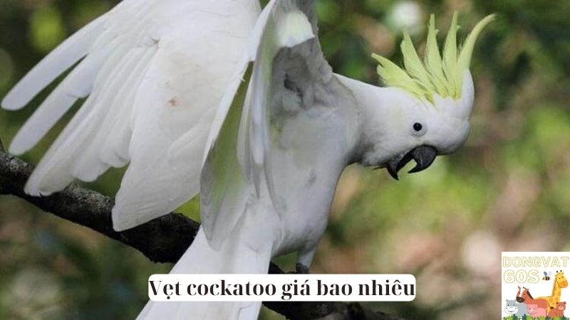 Vẹt cockatoo giá bao nhiêu