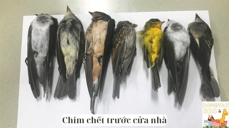 Chim chết trước cửa nhà