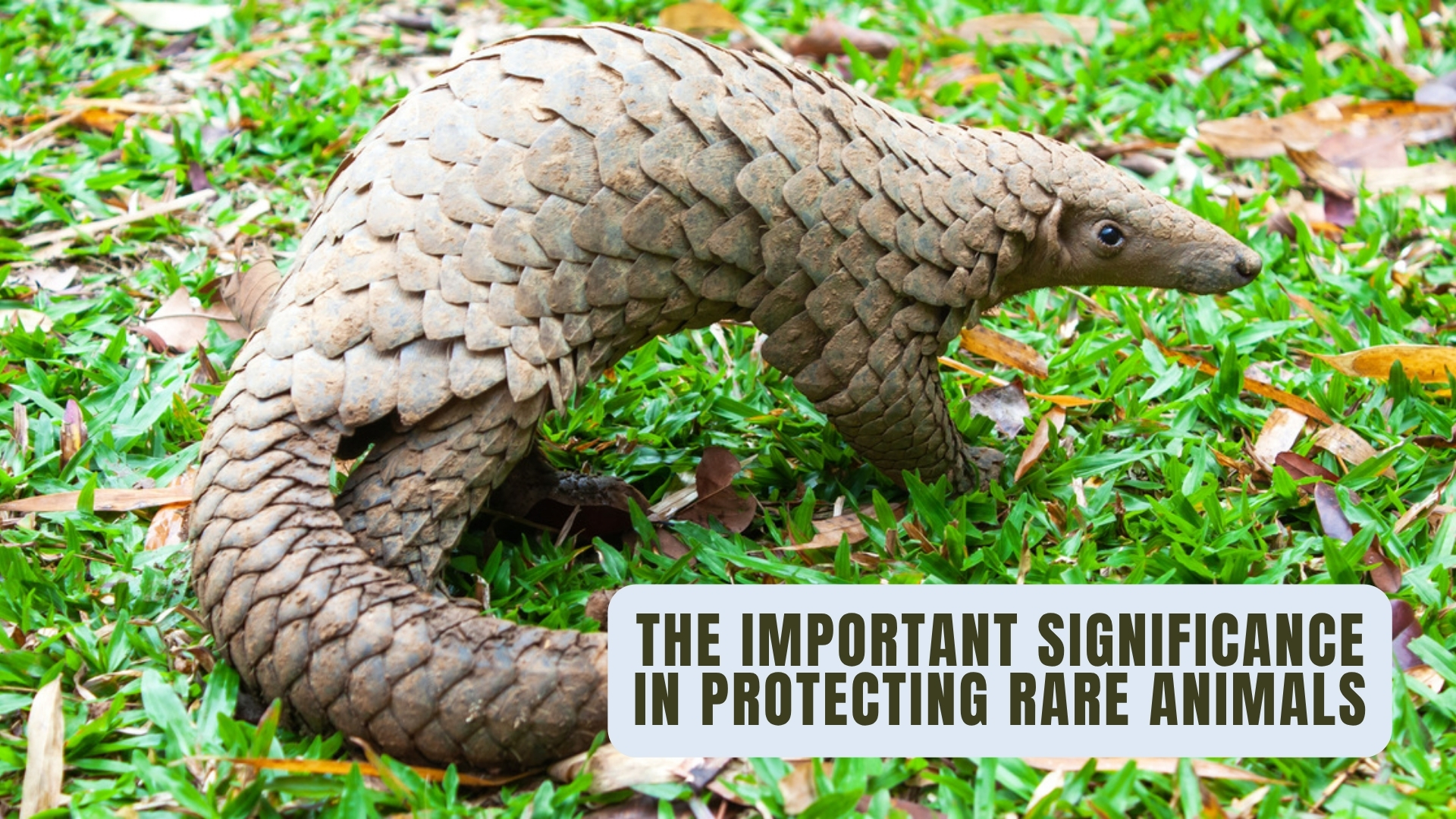 The Important Significance in Protecting Rare Animals